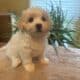 Cavachon