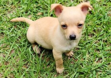 Chihuahua puppies