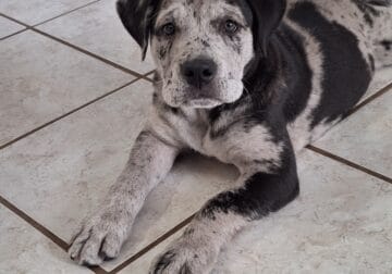 Black Merle Olde English Bullador Puppy