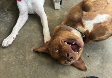Red nose pit