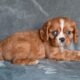 AKC Cavalier King Charles Wooster OH Benny