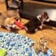 Corgi puppies