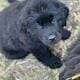Newfoundland/Great Pyrenees Puppies