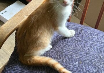 Two Kittens Need Home – Rescued From the Road!