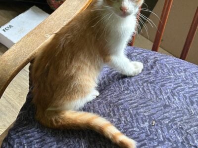 Two Kittens Need Home – Rescued From the Road!
