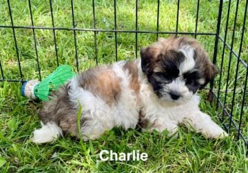 Charlie