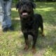 Rottweiler pups akc
