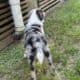 Perp mini aussie
