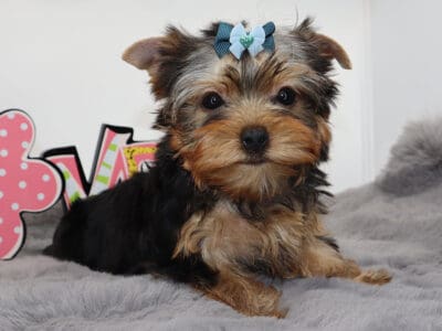 Maverick