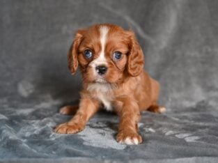 AKC Cavalier King Charles Wooster OH Benny