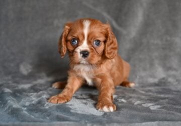 AKC Cavalier King Charles Wooster OH Benny