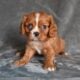 AKC Cavalier King Charles Wooster OH Benny