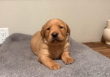 Labrador Retriever Puppy