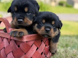 Rottweiler Puppies