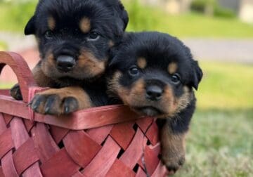 Rottweiler Puppies