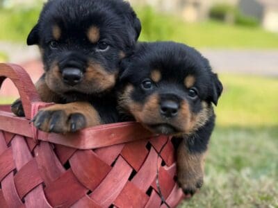 Rottweiler Puppies