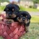 Rottweiler Puppies