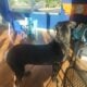 AKC Cane Corso Gentle Giant