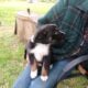 Small Loving Puppies Need Good Homes