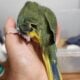 Male Indian Ringneck
