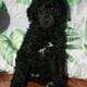 3 Month standard poodle