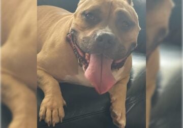 American Bully