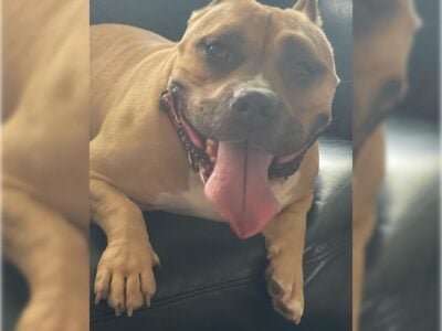 American Bully