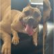 American Bully