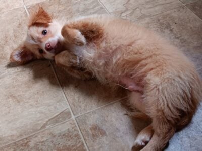 Adorable chihuahua mix boys