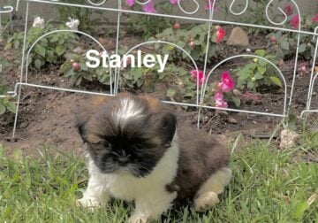 Stanley