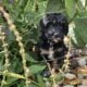 Toy Aussiedoodle