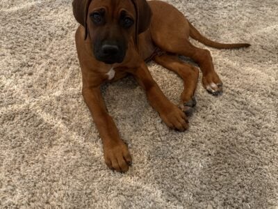 3 month Rhodesian Ridgeback for Sale