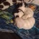 Shihtzu puppies