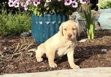 Labrador Retriever Puppies