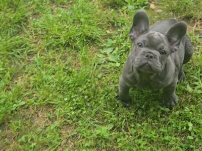 Frenchbulldog