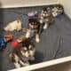 Female Alaskan Malamutes (8 weeks old)