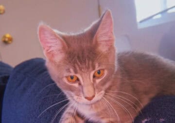 Kitten needs a new home