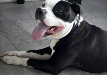 Looking for a forever home for King .