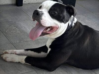 Looking for a forever home for King .