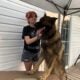 Purebred German Shepherd Puppies