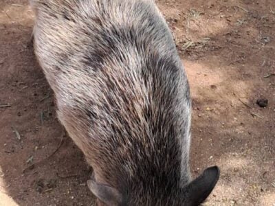 I currently have a female pig for sale