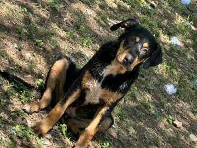 Family Friendly Mixed Breed Dog