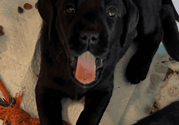 Labrador puppies