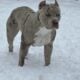 Triple Registered American Bully Puppies