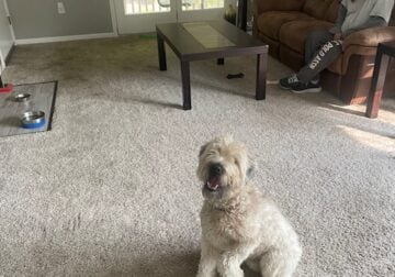 soft wheaten terrier