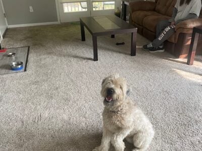 soft wheaten terrier