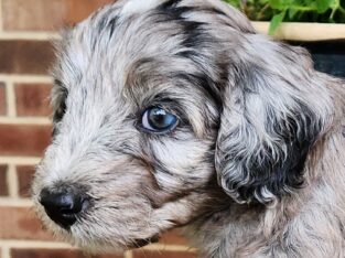 Freya – Female – Blue Merle F1 Aussiedoodle