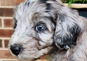 Freya – Female – Blue Merle F1 Aussiedoodle