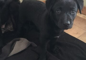 German Shepherd black lab mix