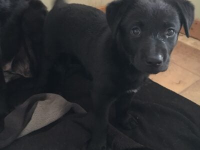 German Shepherd black lab mix